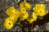 <em>Ranunculus adoneus</em>